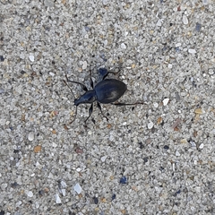 Otiorhynchus atroapterus