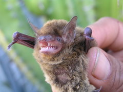 Myotis velifer
