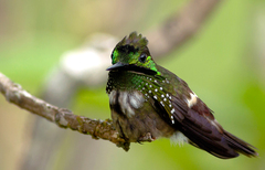 Lophornis chalybeus