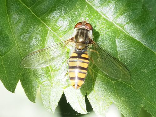 Photo of Marmalade Hover Fly (Episyrphus balteatus)