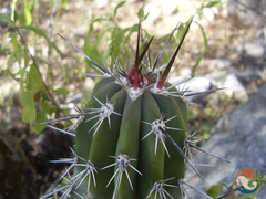 Pachycereus weberi