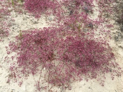 Chorizanthe fimbriata