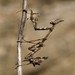 Med Conehead Mantid - Photo (c) Ferran Turmo Gort, some rights reserved (CC BY-NC-SA)