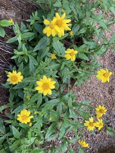 Arnica lanceolata, photograph 1
