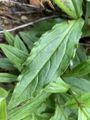 Arnica lanceolata, photograph davidbroadland, CC0, iNaturalist via GBIF
