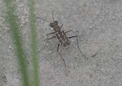 Ellipsoptera hamata