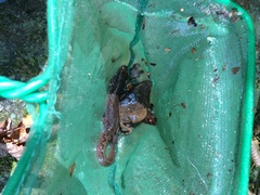 Desmognathus welteri