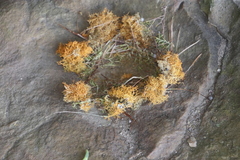 Teloschistes capensis