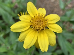 Arnica lanceolata