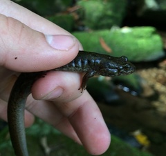 Desmognathus welteri