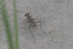 Ellipsoptera hamata