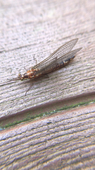 Hexagenia atrocaudata