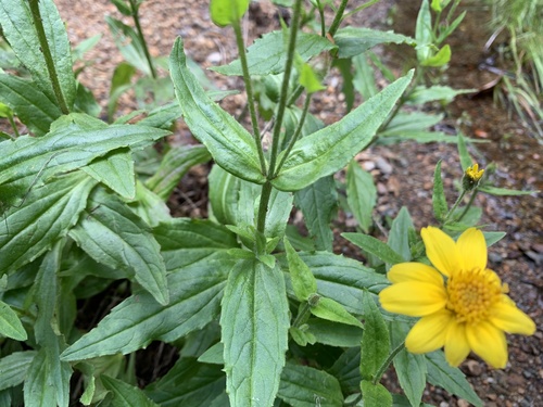 Arnica lanceolata, photograph 2