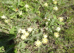 Astragalus dasyanthus