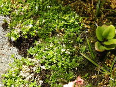 Arenaria humifusa