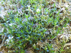 Arenaria humifusa