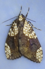 Ochrodota