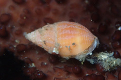 Amphissa versicolor