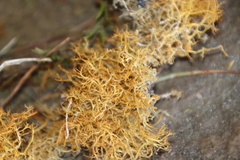 Teloschistes capensis