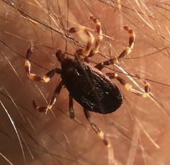 Hyalomma