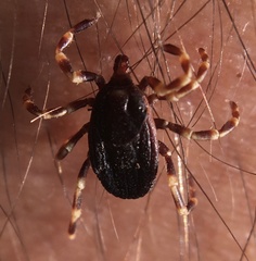 Hyalomma