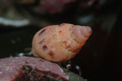 Amphissa versicolor