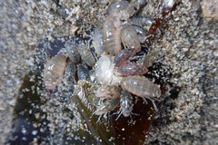 Megalorchestia corniculata