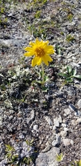 Arnica griscomii
