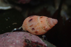 Amphissa versicolor