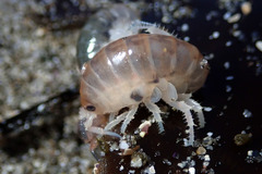 Megalorchestia corniculata