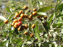 Bunchosia canescens