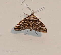 Lygropia rivulalis