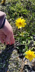 Arnica griscomii