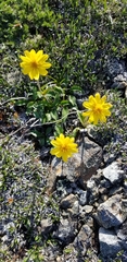 Arnica griscomii