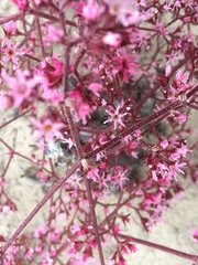 Chorizanthe fimbriata