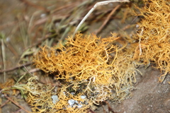 Teloschistes capensis