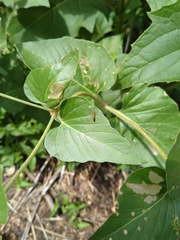 Neoheliodines nyctaginella