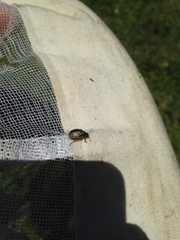 Calligrapha apicalis