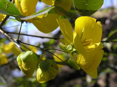 Senna pallida