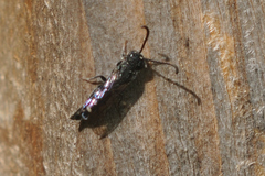 Sapyga quinquepunctata