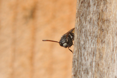 Sapyga quinquepunctata
