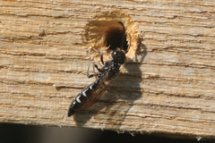 Sapyga quinquepunctata
