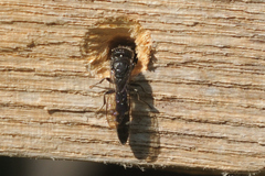 Sapyga quinquepunctata