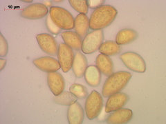 Cortinarius collinitus