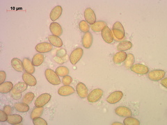 Cortinarius saturninus