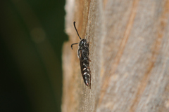 Sapyga quinquepunctata