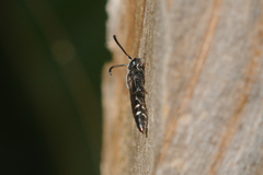 Sapyga quinquepunctata