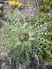 Cirsium tioganum