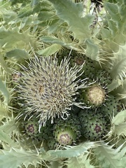 Cirsium tioganum