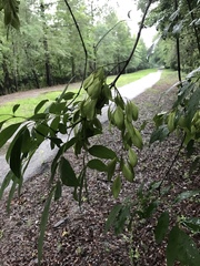 Fraxinus caroliniana